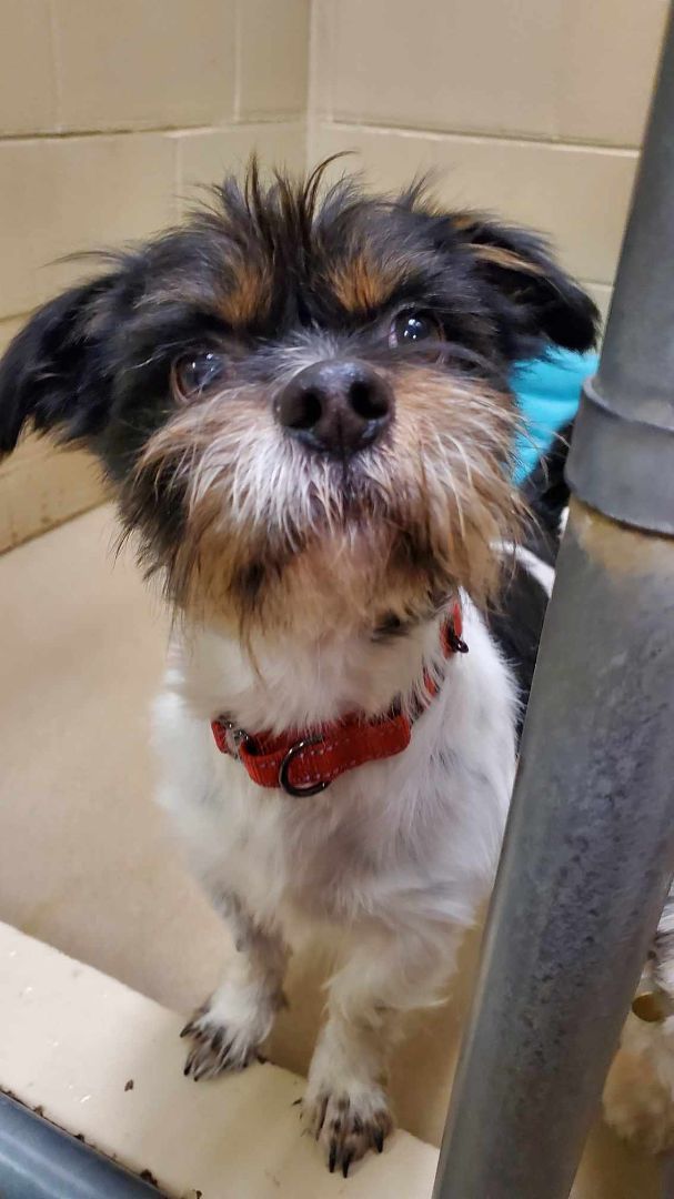 Simon, an adoptable Jack Russell Terrier in Hutchinson, MN, 55350 | Photo Image 3