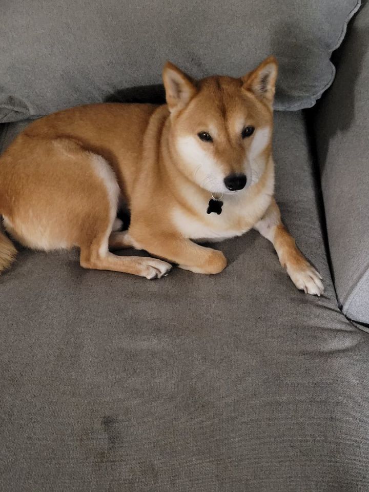 Shiba inu sale petfinder