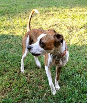 Fox terrier 2024 boxer mix