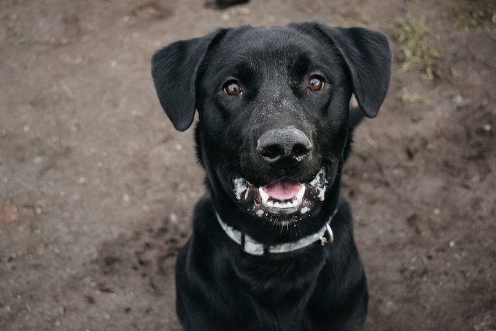 Garth, an adoptable Black Labrador Retriever Mix in Longview, WA_image-1