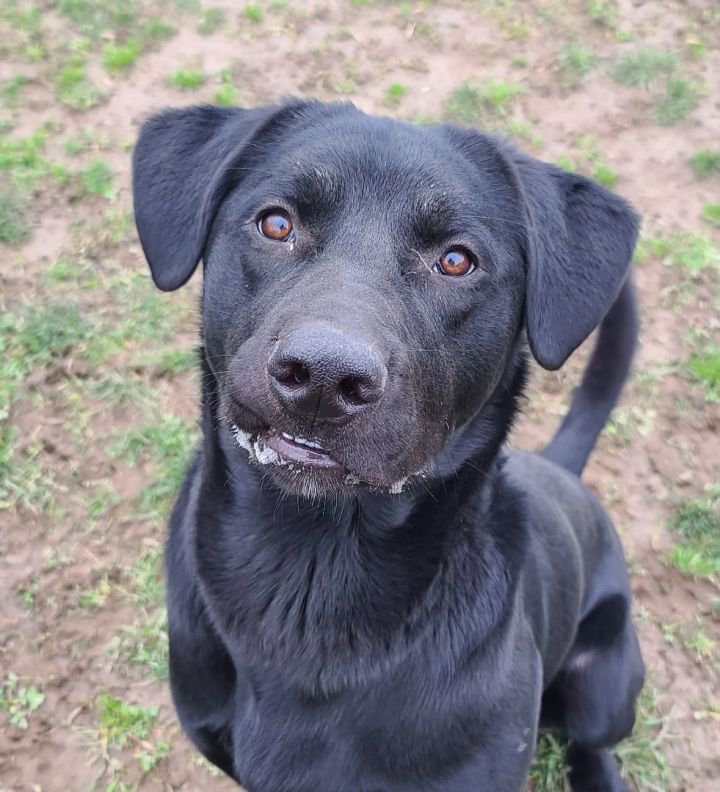 Garth, an adoptable Black Labrador Retriever Mix in Longview, WA_image-2