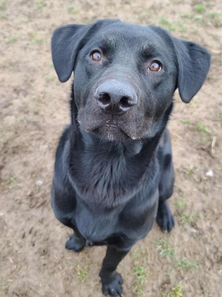 Garth, an adoptable Black Labrador Retriever Mix in Longview, WA_image-3