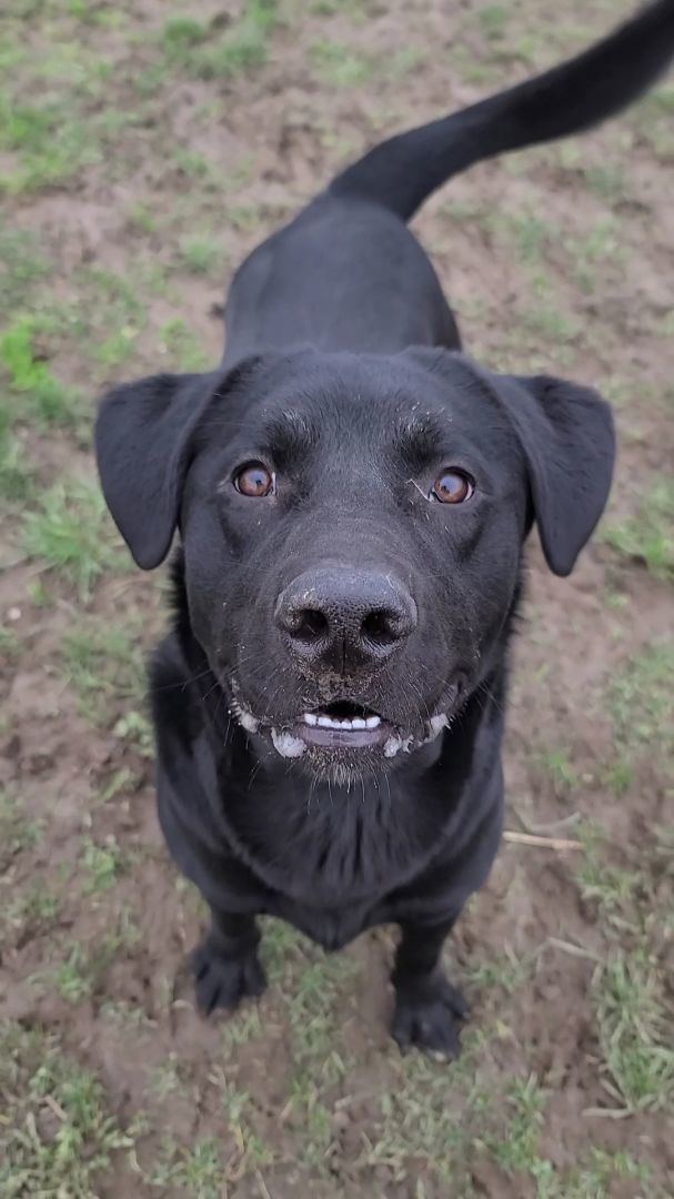 Garth, an adoptable Black Labrador Retriever Mix in Longview, WA_image-4