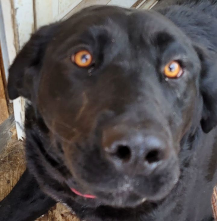 Bernese mountain dog and black hot sale lab mix