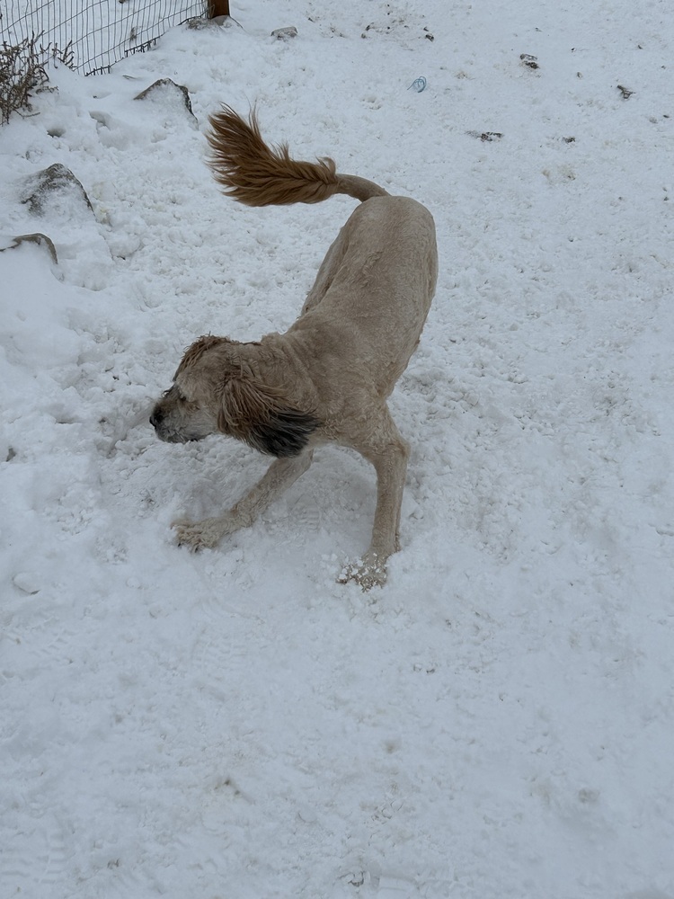 Nina, an adoptable Poodle, Saint Bernard in Herriman, UT, 84096 | Photo Image 4