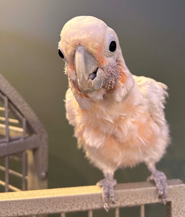 Zelda, an adoptable Cockatoo in Ballwin, MO_image-4