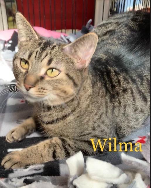 Wilma, an adoptable Domestic Short Hair in Hartford City, IN_image-1