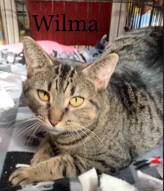 Wilma, an adoptable Domestic Short Hair in Hartford City, IN_image-3