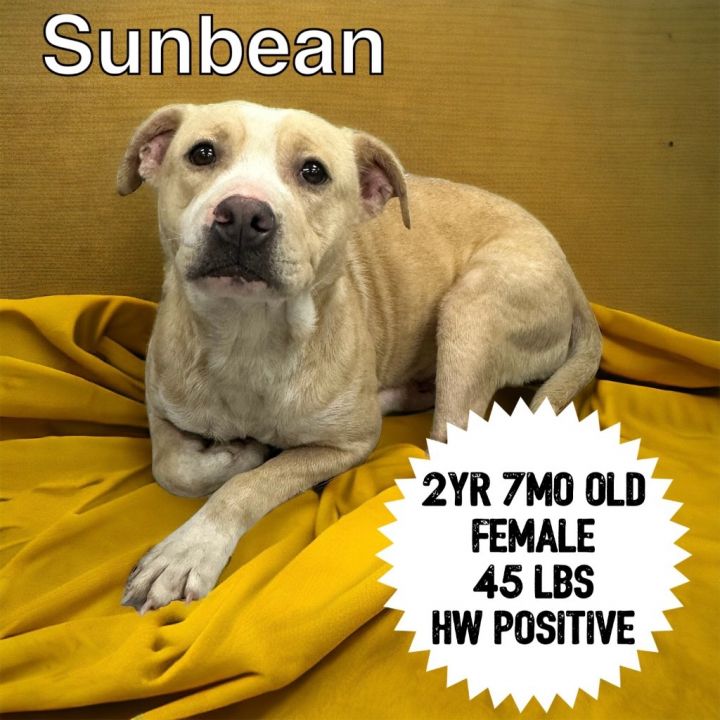 Sunbean, an adoptable Pit Bull Terrier in Sorrento, LA_image-1