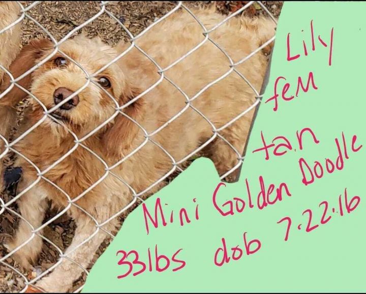 Lilly, an adoptable Goldendoodle Mix in Hamilton, MO_image-2