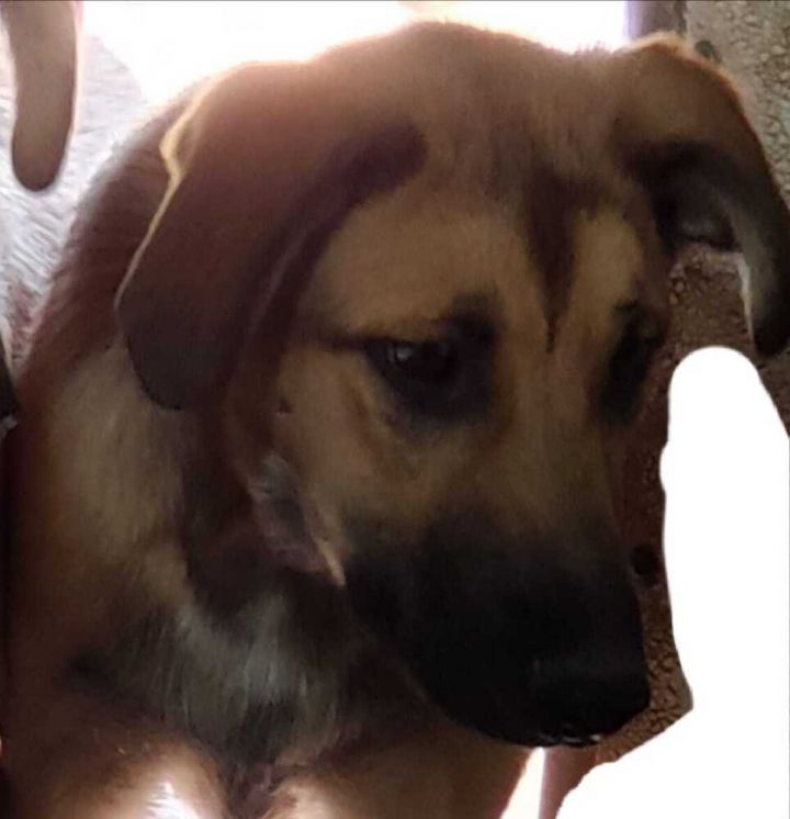 Kelce, an adopted German Shepherd Dog Mix in Hamilton, MO_image-3