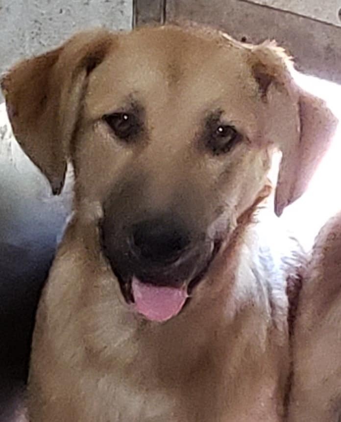 Creed, an adoptable German Shepherd Dog Mix in Hamilton, MO_image-2