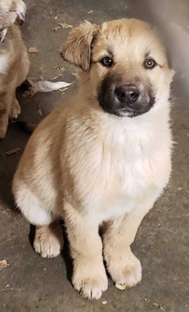 Creed, an adoptable German Shepherd Dog Mix in Hamilton, MO_image-4