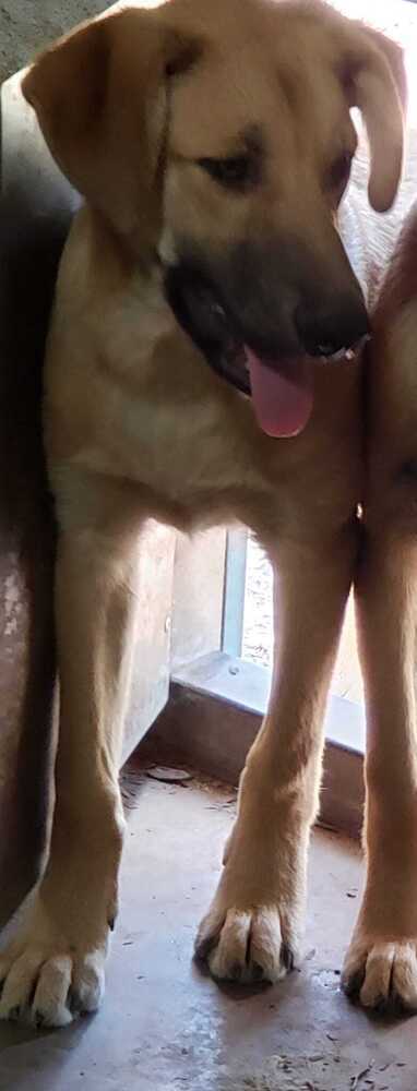 Creed, an adoptable German Shepherd Dog Mix in Hamilton, MO_image-6