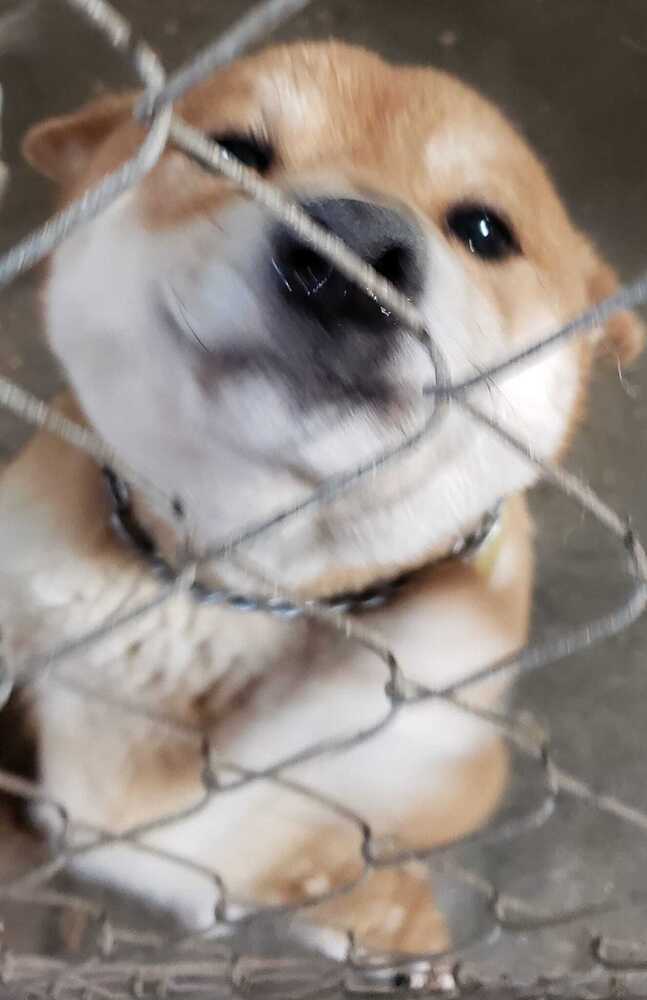 KoKo, an adoptable Shiba Inu in Hamilton, MO_image-2