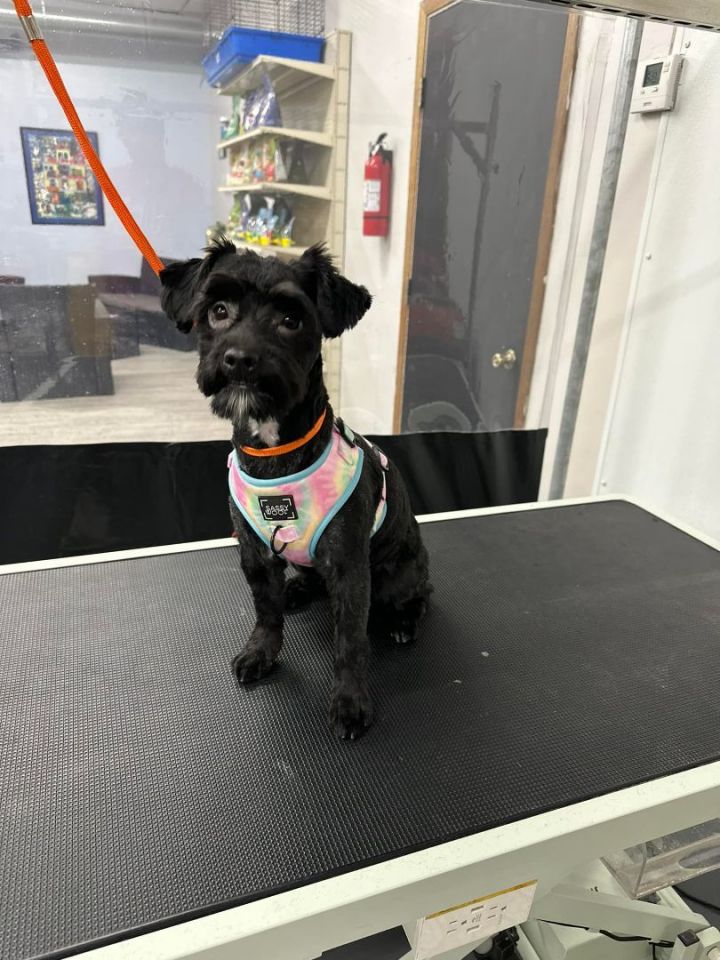 TODO, an adoptable Miniature Schnauzer & Shih poo Mix in Baudette, MN_image-1