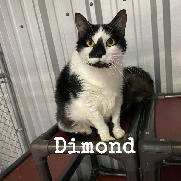 Dimond, an adoptable Domestic Short Hair in Snow Hill, NC_image-1