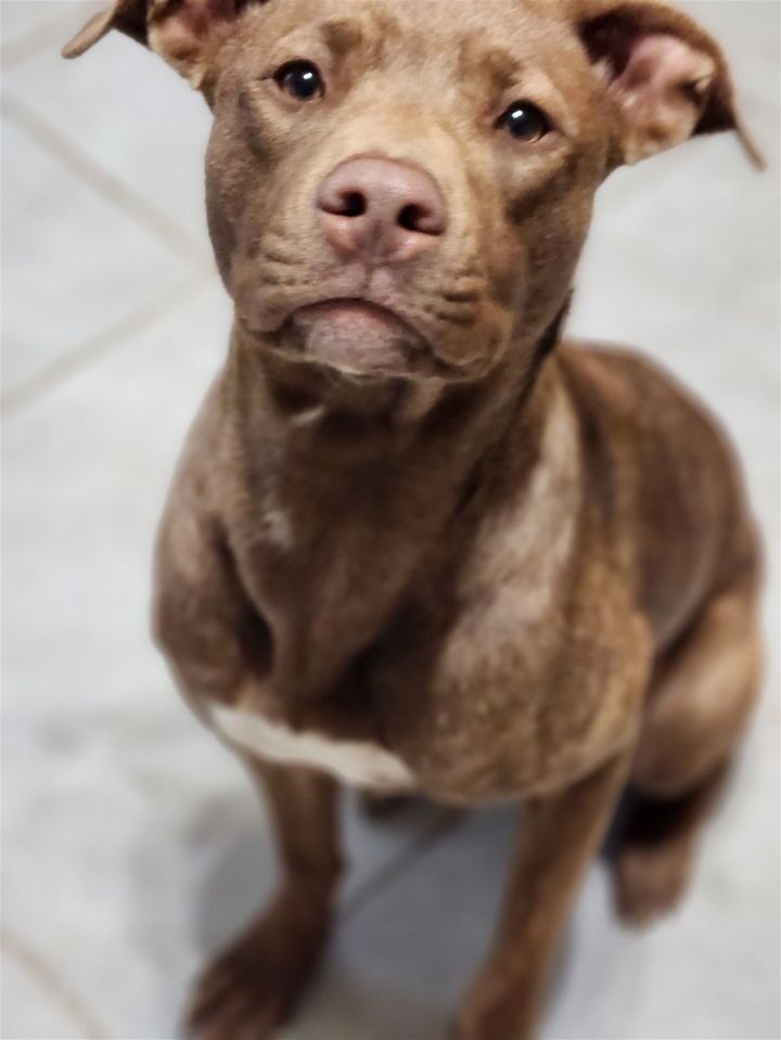 Ella Bella, an adoptable Labrador Retriever & Pit Bull Terrier Mix in Ypsilanti, MI_image-2
