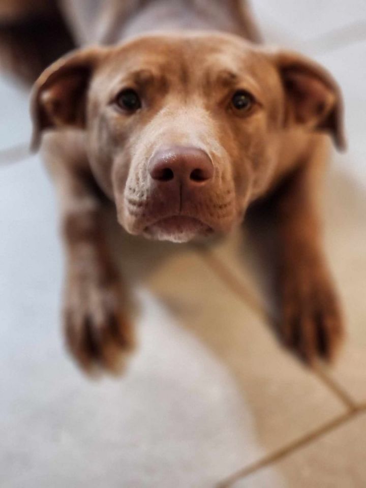Ella Bella, an adoptable Labrador Retriever & Pit Bull Terrier Mix in Ypsilanti, MI_image-3