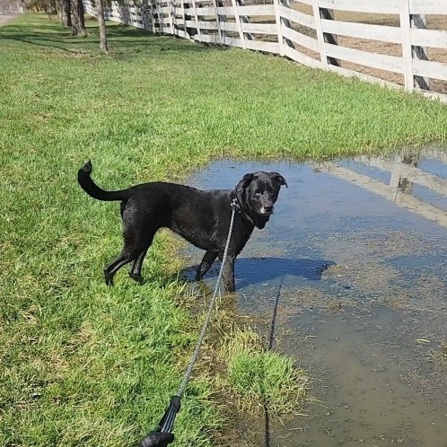 Nova *SPONSORED*, an adoptable Black Labrador Retriever & Shepherd Mix in Salamanca, NY_image-2