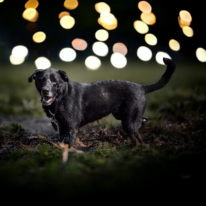 Nova *SPONSORED*, an adoptable Black Labrador Retriever & Shepherd Mix in Salamanca, NY_image-1