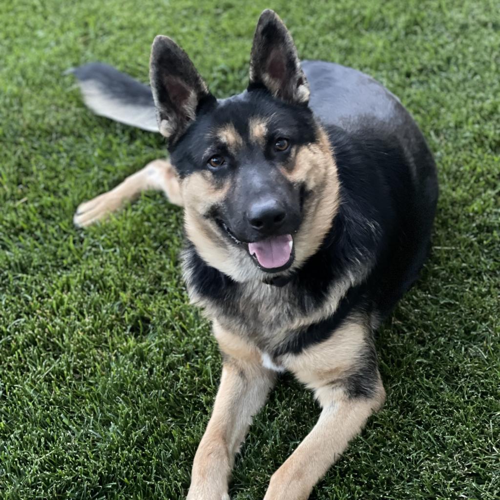 Trooper, an adoptable German Shepherd Dog in St. Paul, MN, 55128 | Photo Image 1