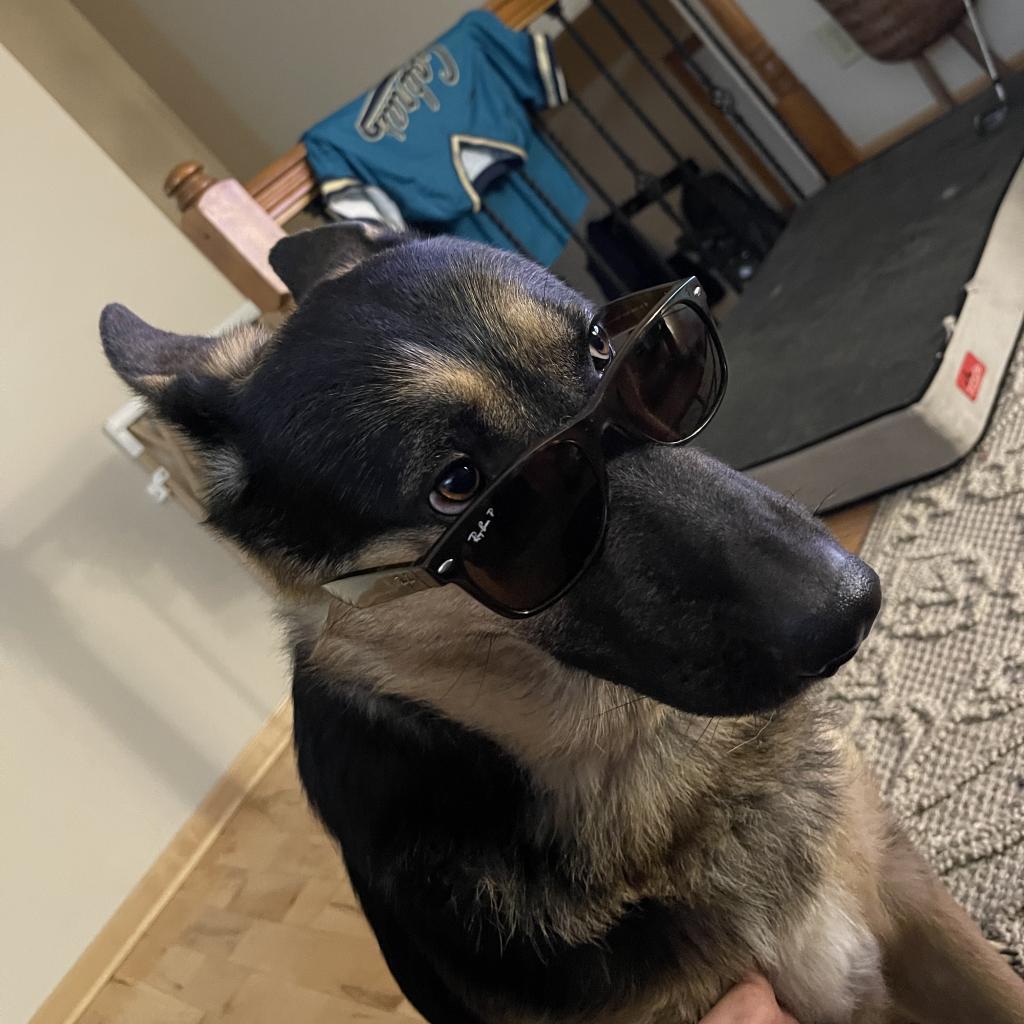 Trooper, an adoptable German Shepherd Dog in St. Paul, MN, 55128 | Photo Image 2