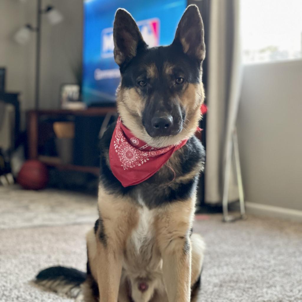 Trooper, an adoptable German Shepherd Dog in St. Paul, MN, 55128 | Photo Image 4