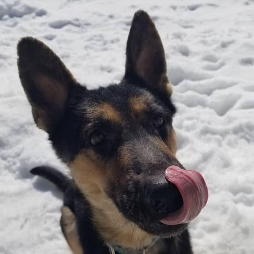 Trooper, an adoptable German Shepherd Dog in St. Paul, MN, 55128 | Photo Image 5