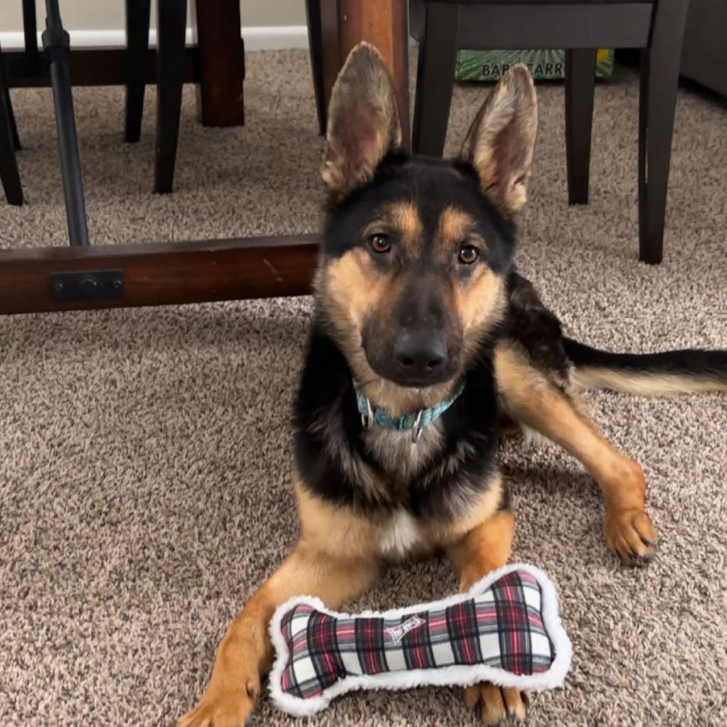 Trooper, an adoptable German Shepherd Dog in St. Paul, MN, 55128 | Photo Image 6