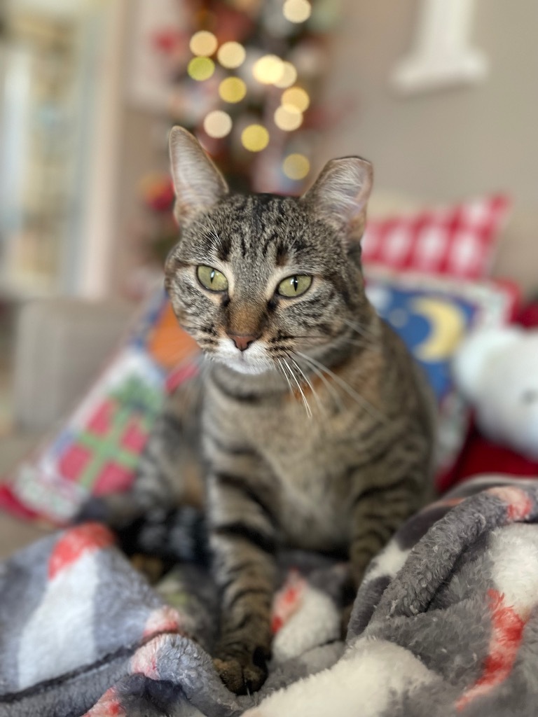 Ms. Pickles, an adoptable Domestic Short Hair in Ballwin, MO, 63011 | Photo Image 1