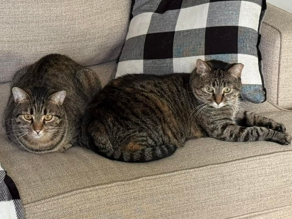 Ms. Pickles, an adoptable Domestic Short Hair in Ballwin, MO, 63011 | Photo Image 2