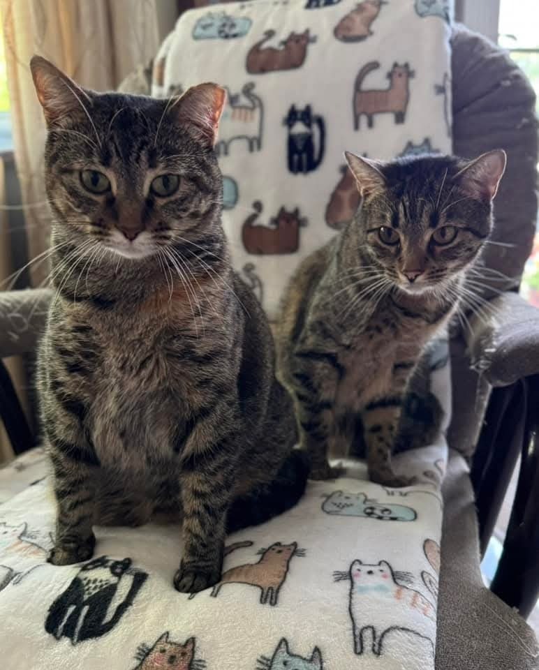 Ms. Pickles, an adoptable Domestic Short Hair in Ballwin, MO, 63011 | Photo Image 3