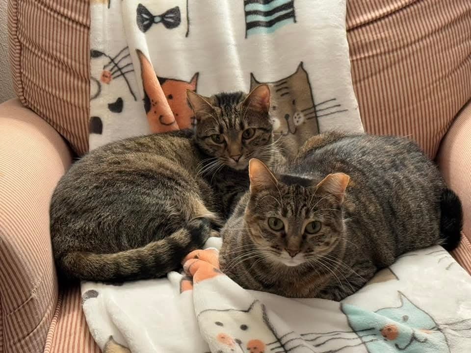 Ms. Pickles, an adoptable Domestic Short Hair in Ballwin, MO, 63011 | Photo Image 4