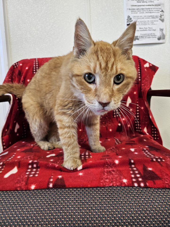 Sir Reginald, an adoptable Domestic Short Hair Mix in Lincoln, IL_image-5
