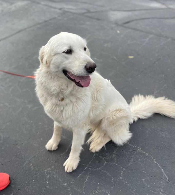 Sugar 2, an adoptable Great Pyrenees Mix in Sonora, CA_image-3