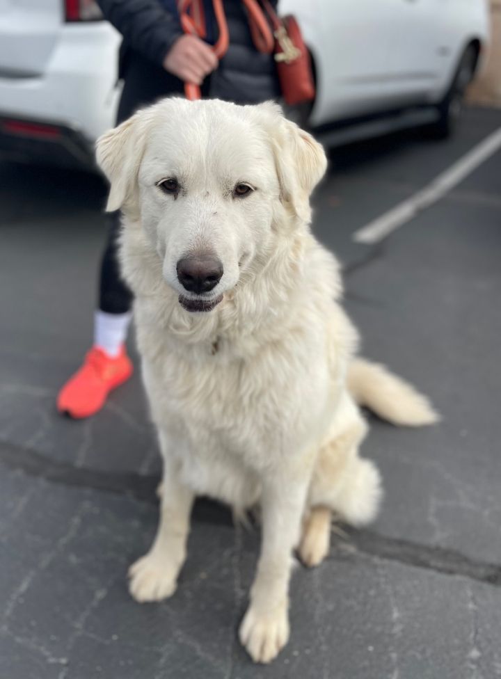 Sugar 2, an adoptable Great Pyrenees Mix in Sonora, CA_image-6