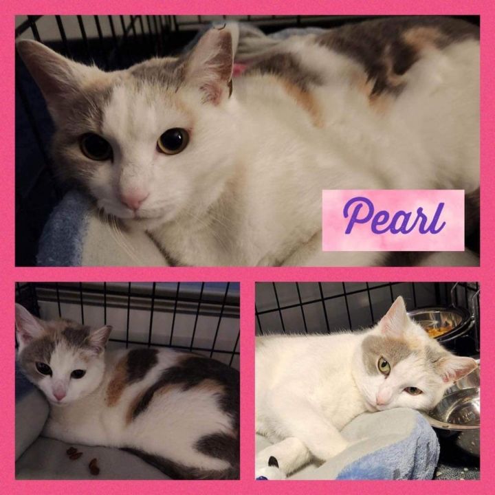 Pearl, an adoptable Domestic Short Hair Mix in Scranton, PA_image-5