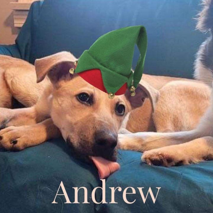 Andrew, an adoptable Labrador Retriever & Mountain Cur Mix in East Haddam, CT_image-1
