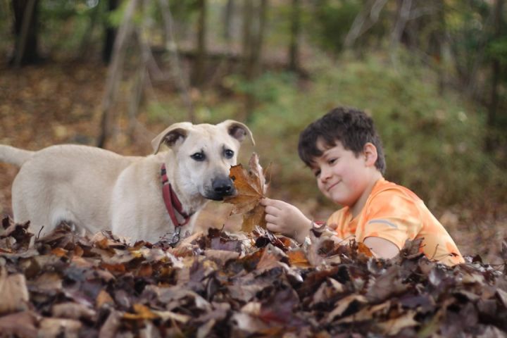 Andrew, an adoptable Labrador Retriever & Mountain Cur Mix in East Haddam, CT_image-5