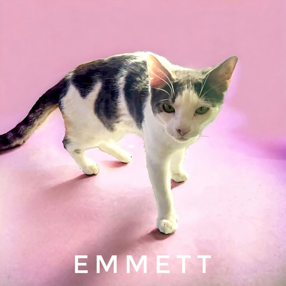 Emmett 6787