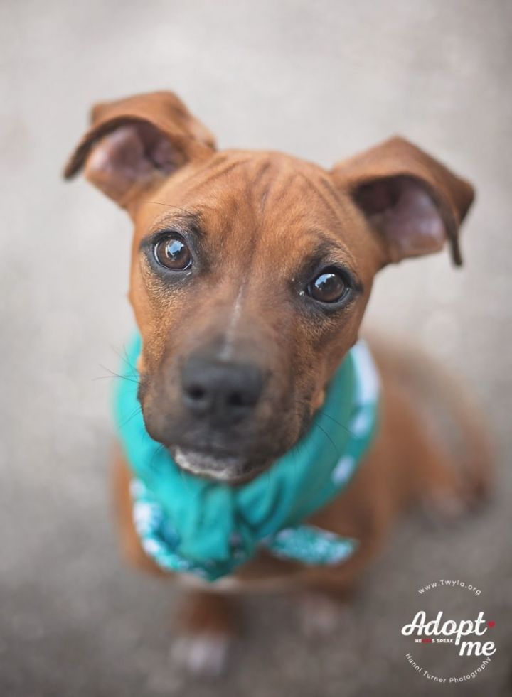 Lovey, an adoptable Boxer Mix in Kingwood, TX_image-1