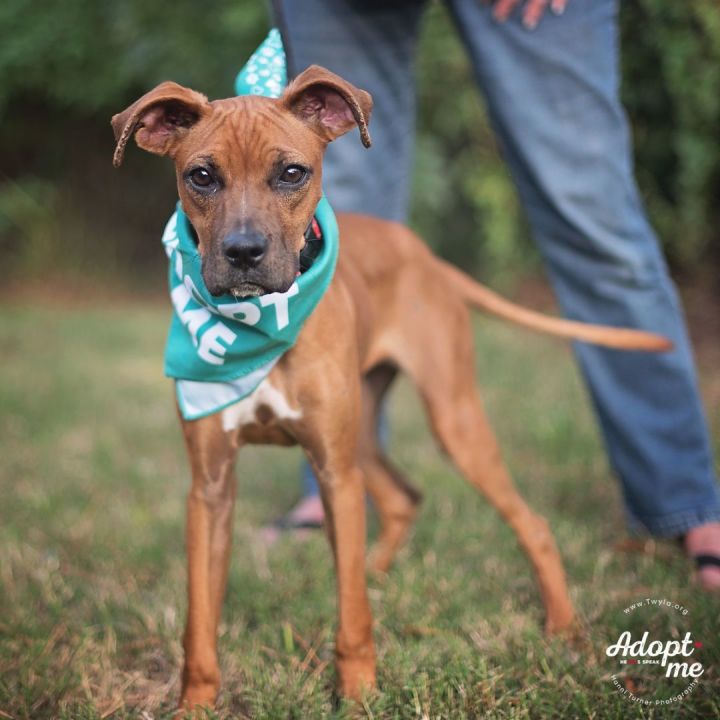Lovey, an adoptable Boxer Mix in Kingwood, TX_image-4