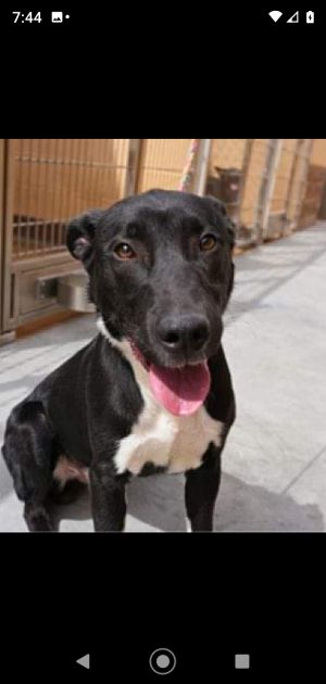Chance is an adorable 1 year old lab retriever mix He is potty trained UTD on 