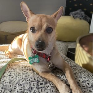 Vernon Chihuahua Dog