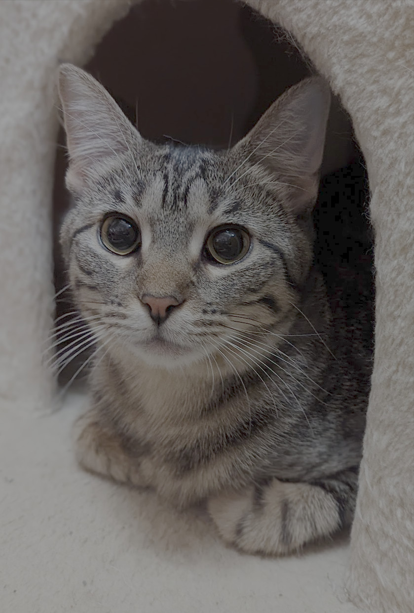 DAPHNE, an adoptable Tabby in Capshaw, AL, 35742 | Photo Image 1