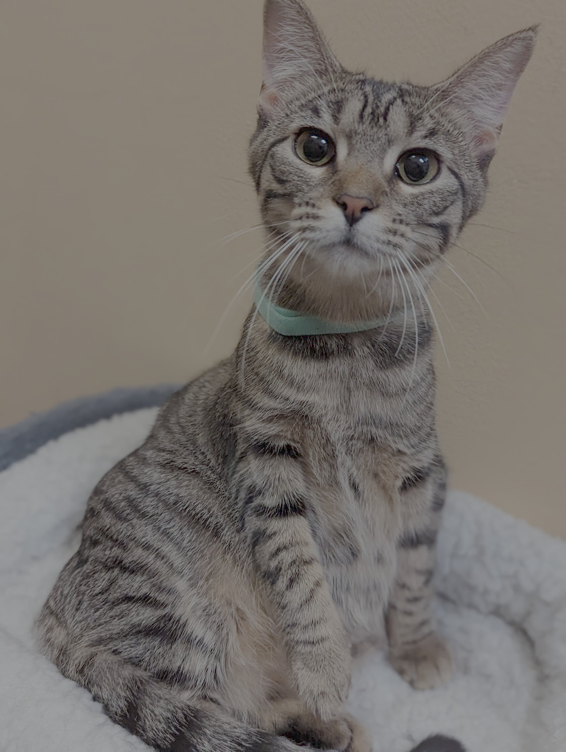 DAPHNE, an adoptable Tabby in Capshaw, AL, 35742 | Photo Image 2