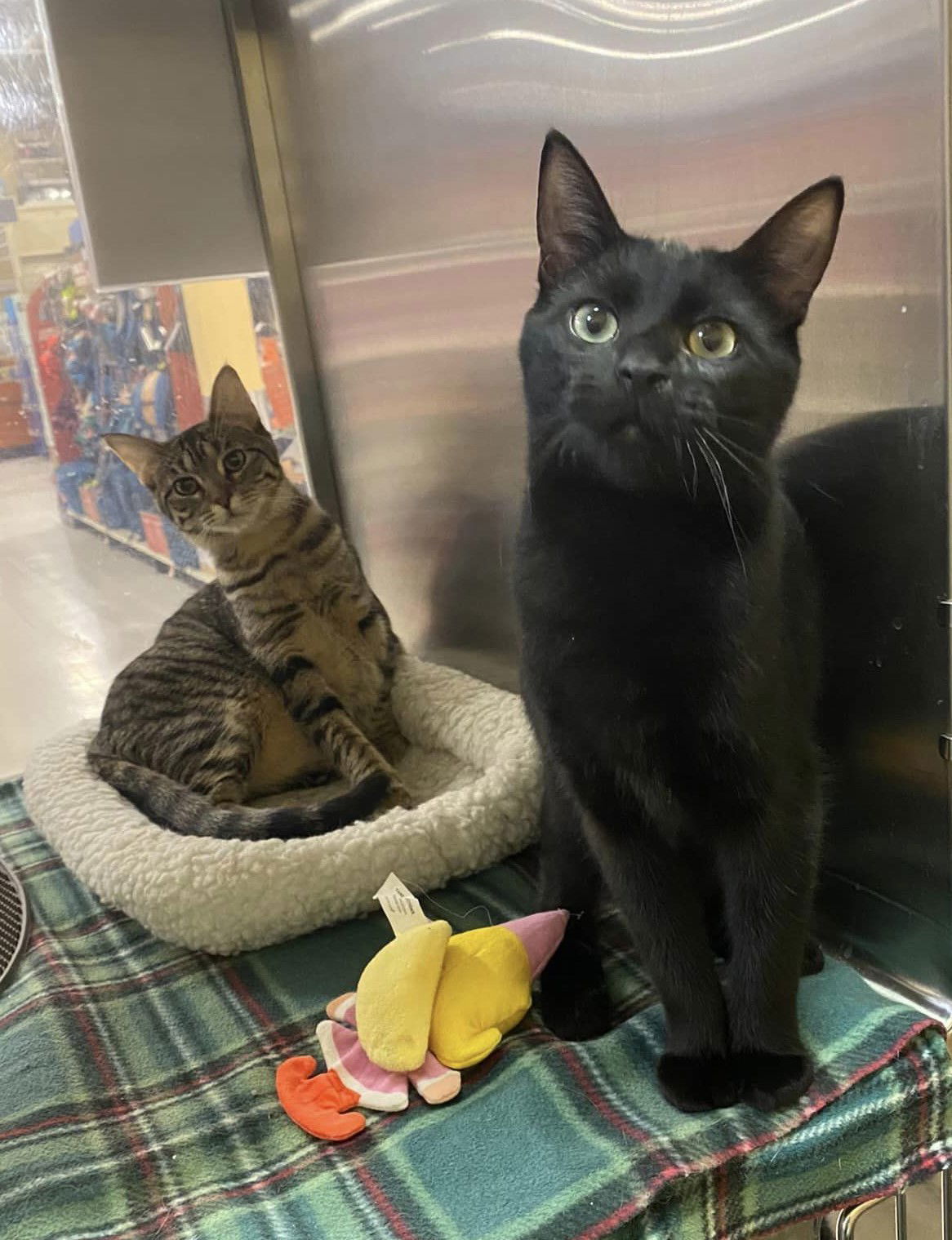 DAPHNE, an adoptable Tabby in Capshaw, AL, 35742 | Photo Image 3