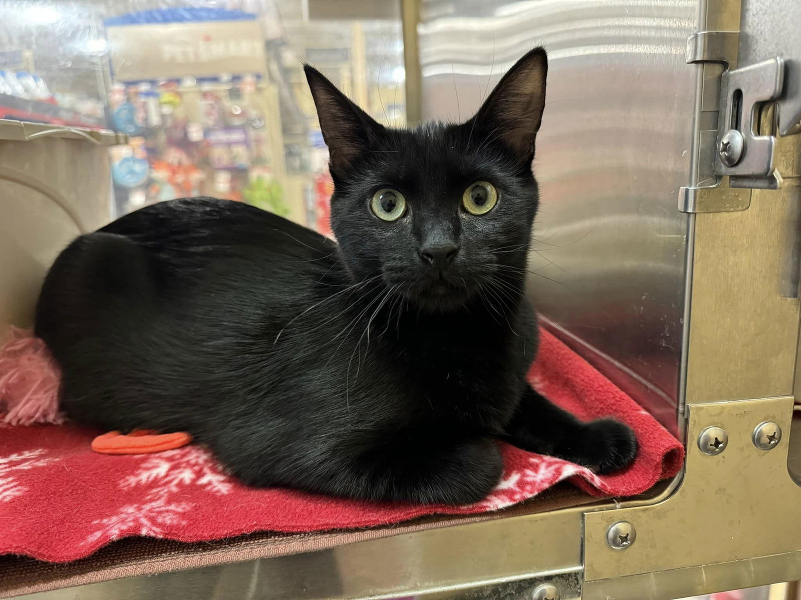 FRED, an adoptable Domestic Short Hair in Capshaw, AL, 35742 | Photo Image 1