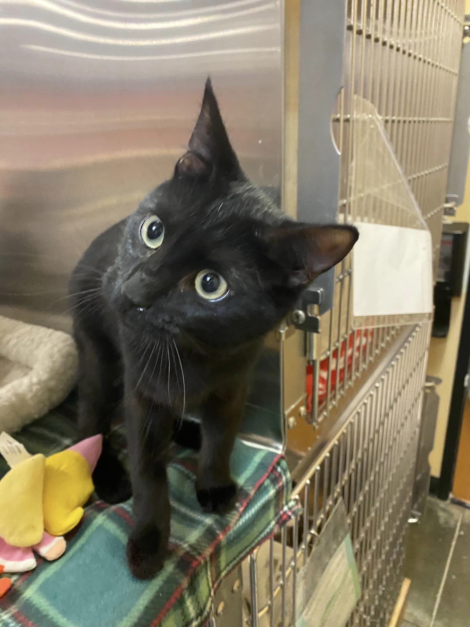 FRED, an adoptable Domestic Short Hair in Capshaw, AL, 35742 | Photo Image 2